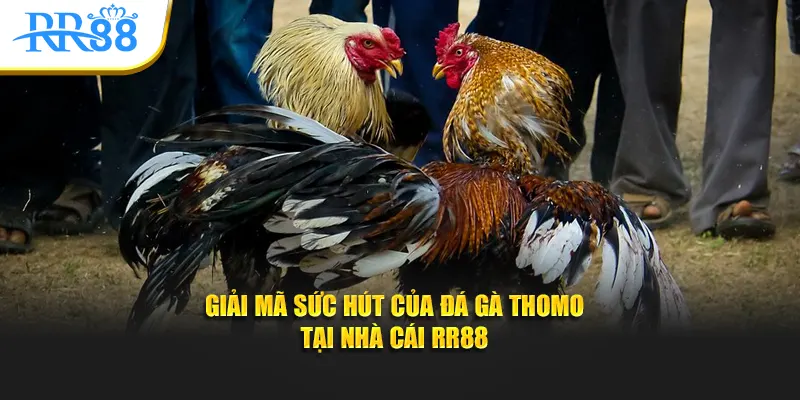 giải mã sức hút của trực tiếp đá gà thomo