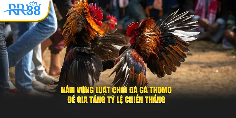 Nắm vững luật chơi đá gà Thomo để gia tăng tỷ lệ chiến thắng