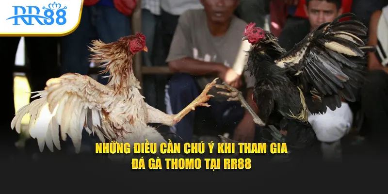 Những điều cần chú ý khi tham gia đá gà Thomo tại RR88