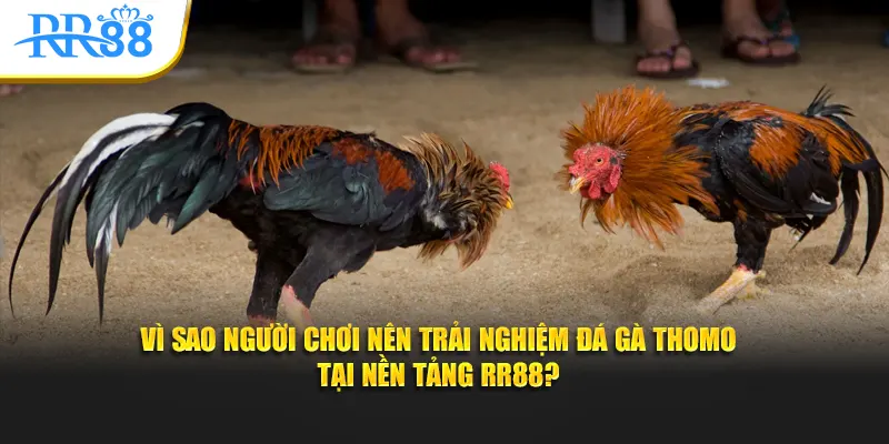 Vì sao người chơi nên trải nghiệm đá gà Thomo tại RR88